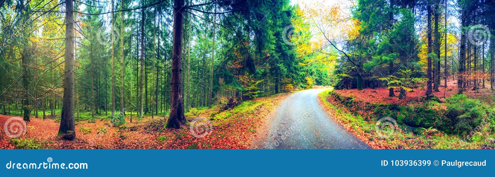 panoramic autumn landscape with forest road. fall nature background