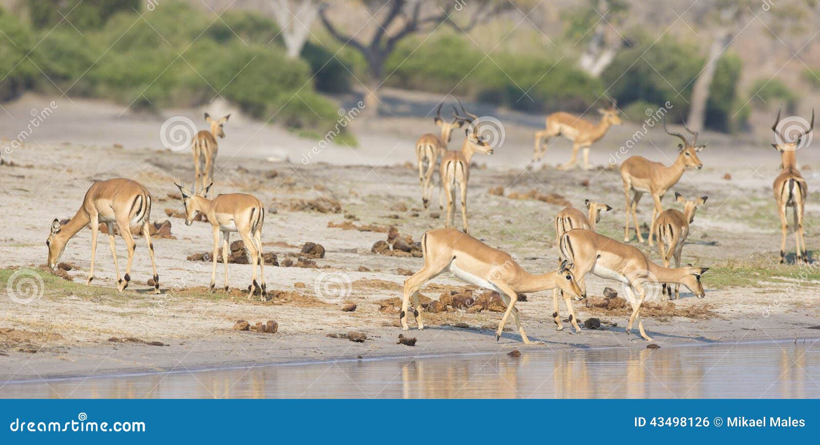 panoramic of herd of gazelles at river
