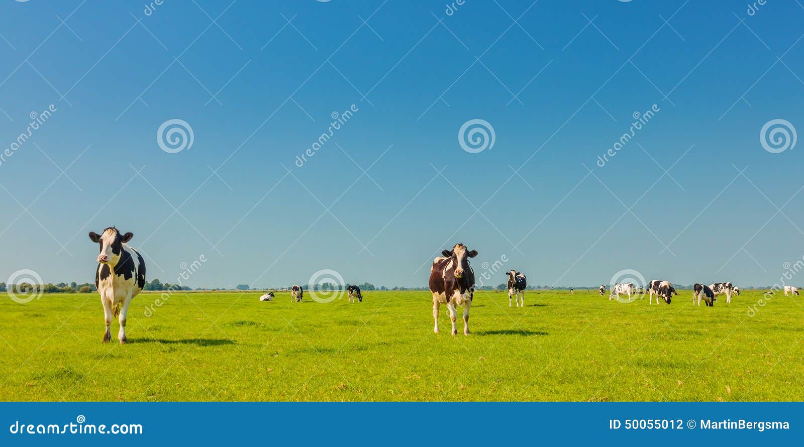 panoramic image of milk cows in the dutch province of friesland