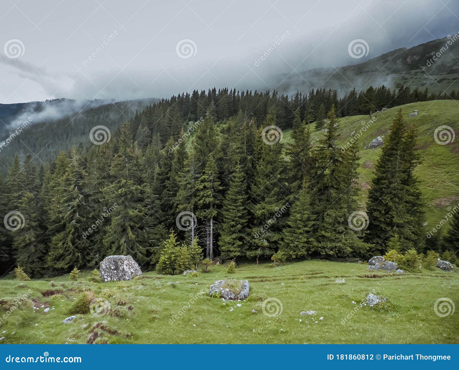 Panoramic Image Of Mysterious Green Misty Fog Pine Tree Forest And