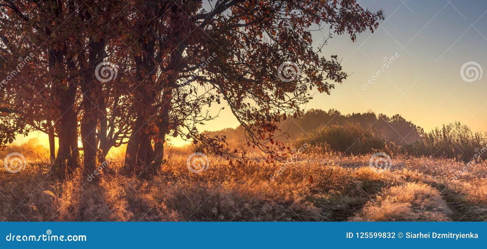 panoramic landscape of autumn nature in the clear october morning. large tree on golden grass in sunlight. autumn nature landscape