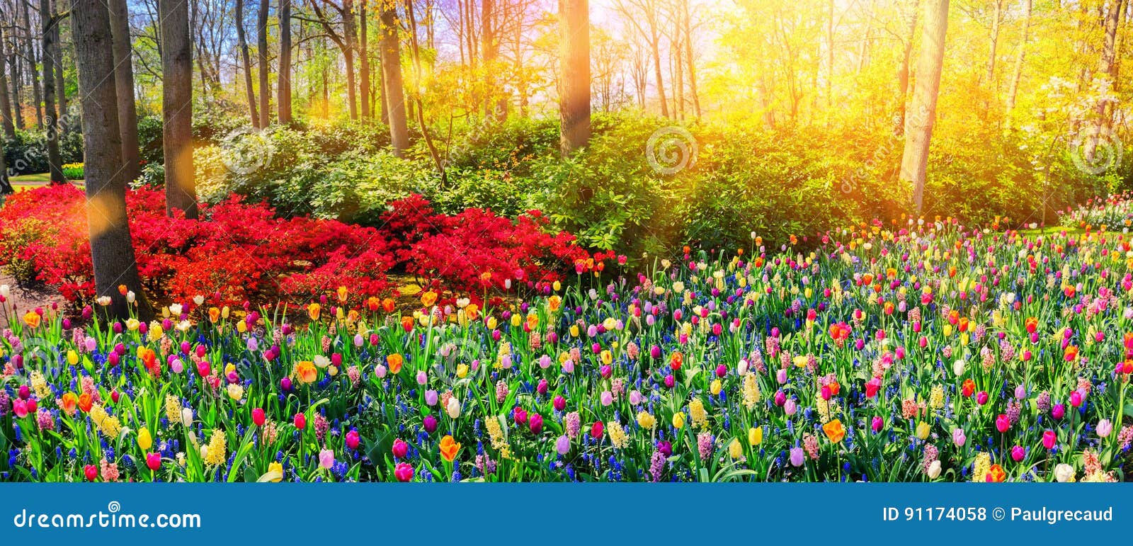panoramic landscape with multicolor spring flowers. nature backg