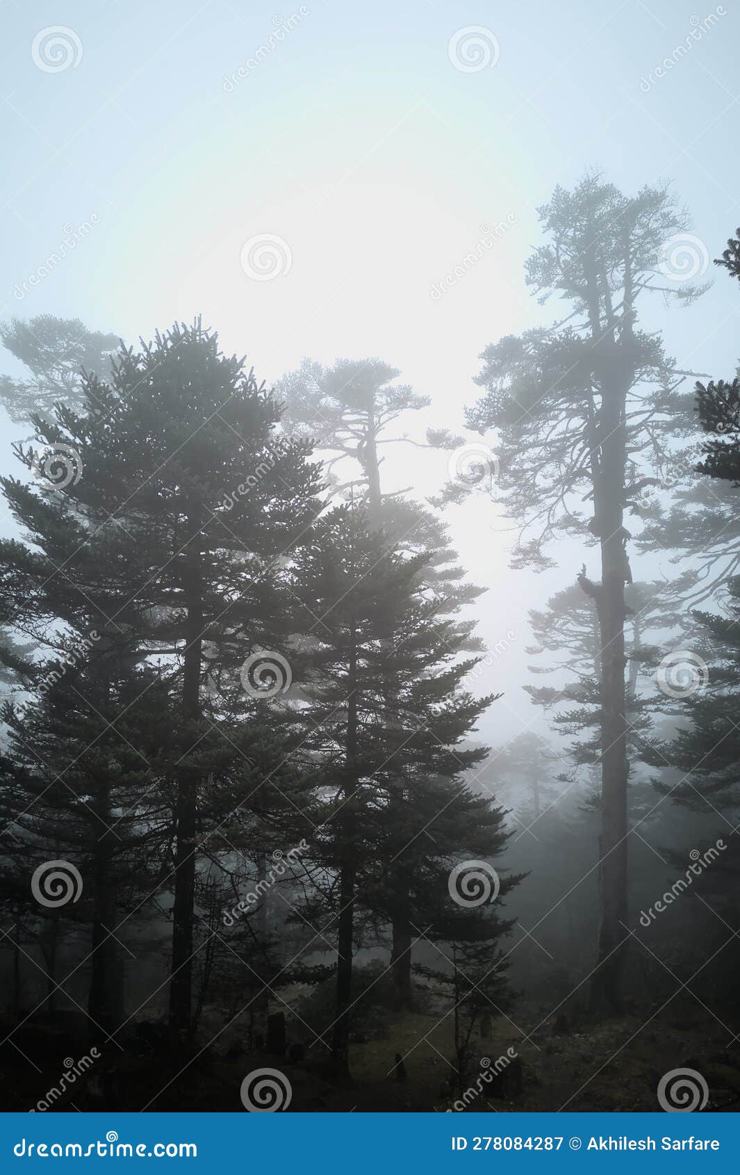 panoramic landscape view of beautiful dense mysterious himalayan pine forest on a hazy winter day in yumthang, a famous tourist