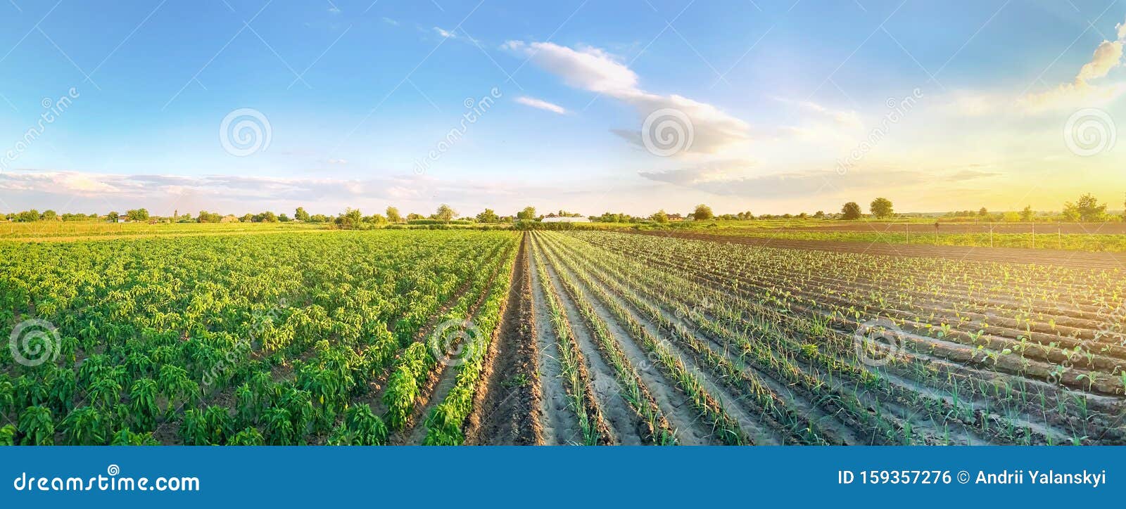 panoramic photo of a beautiful agricultural view with pepper and leek plantations. agriculture and farming. agribusiness. agro