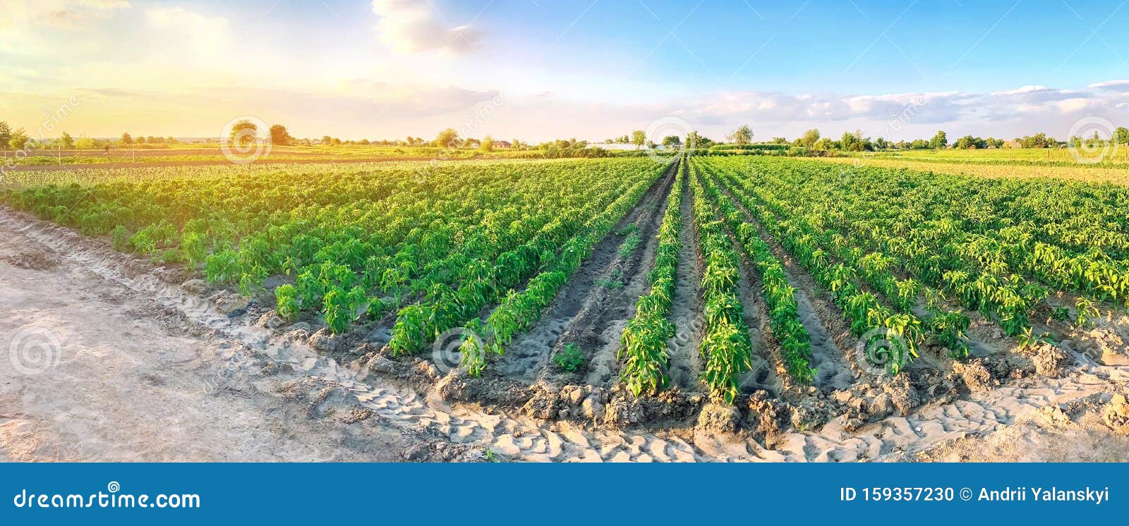 panoramic photo of a beautiful agricultural view with pepper plantations. agriculture and farming. agribusiness. agro industry.