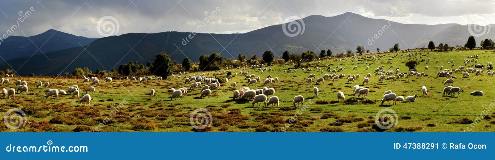 panoramic picture from a herd in the mountain