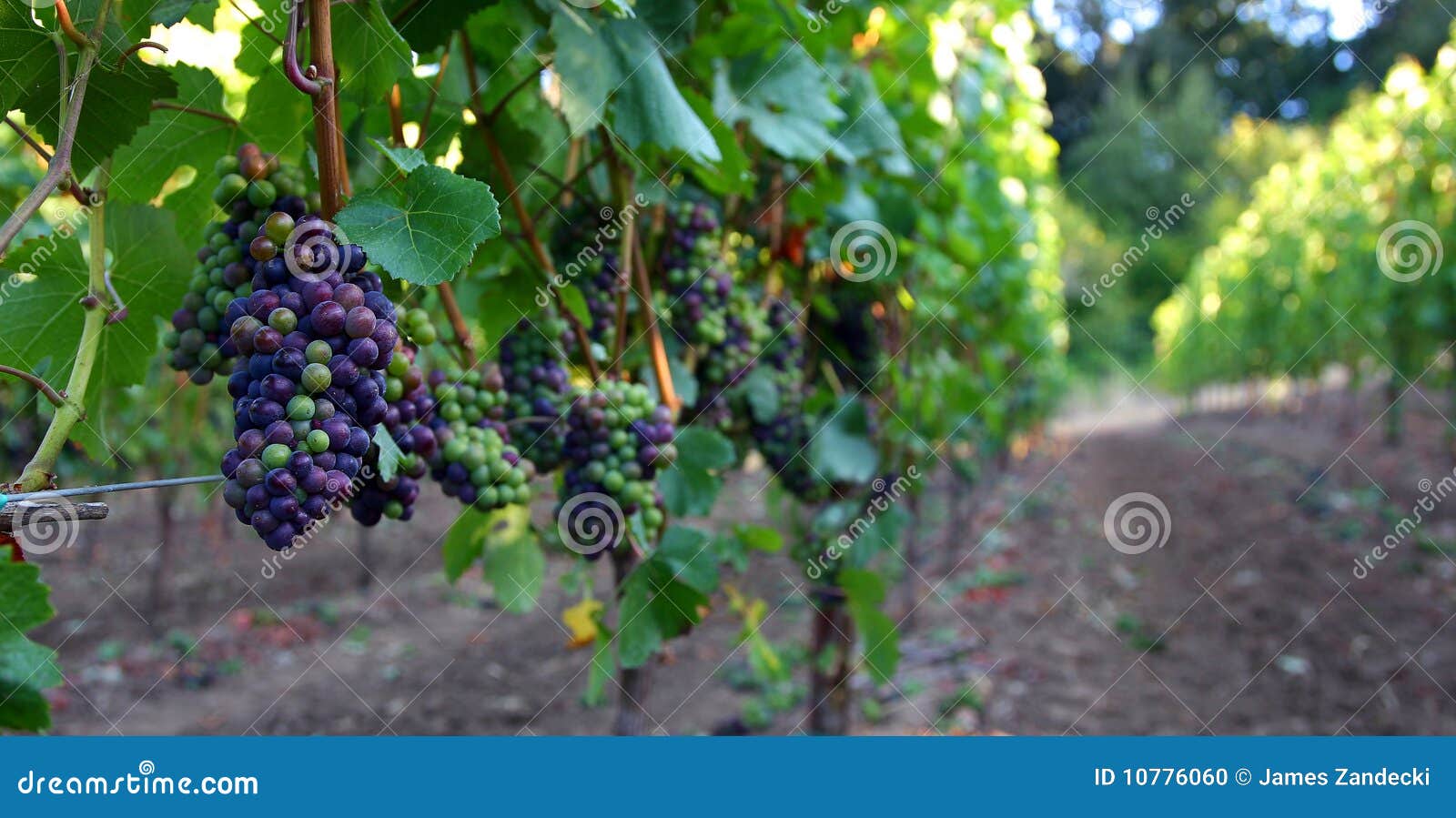 panoramic of pinot noir grapes