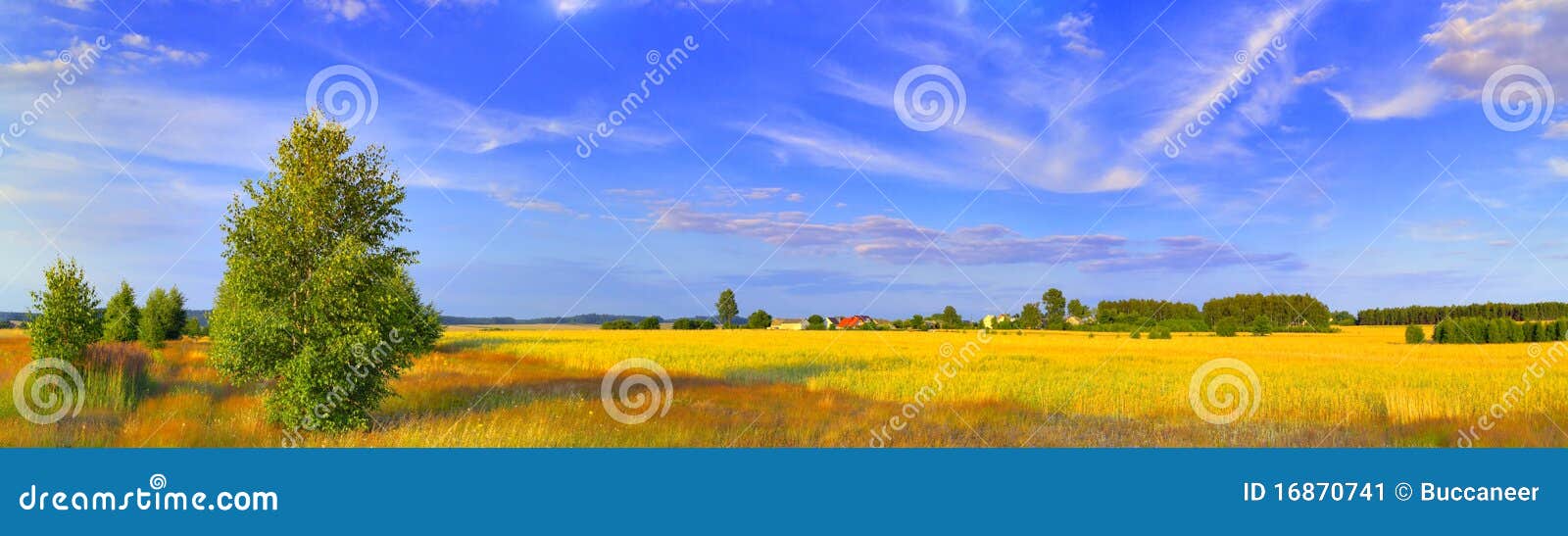 panoramic rural landscape with birch
