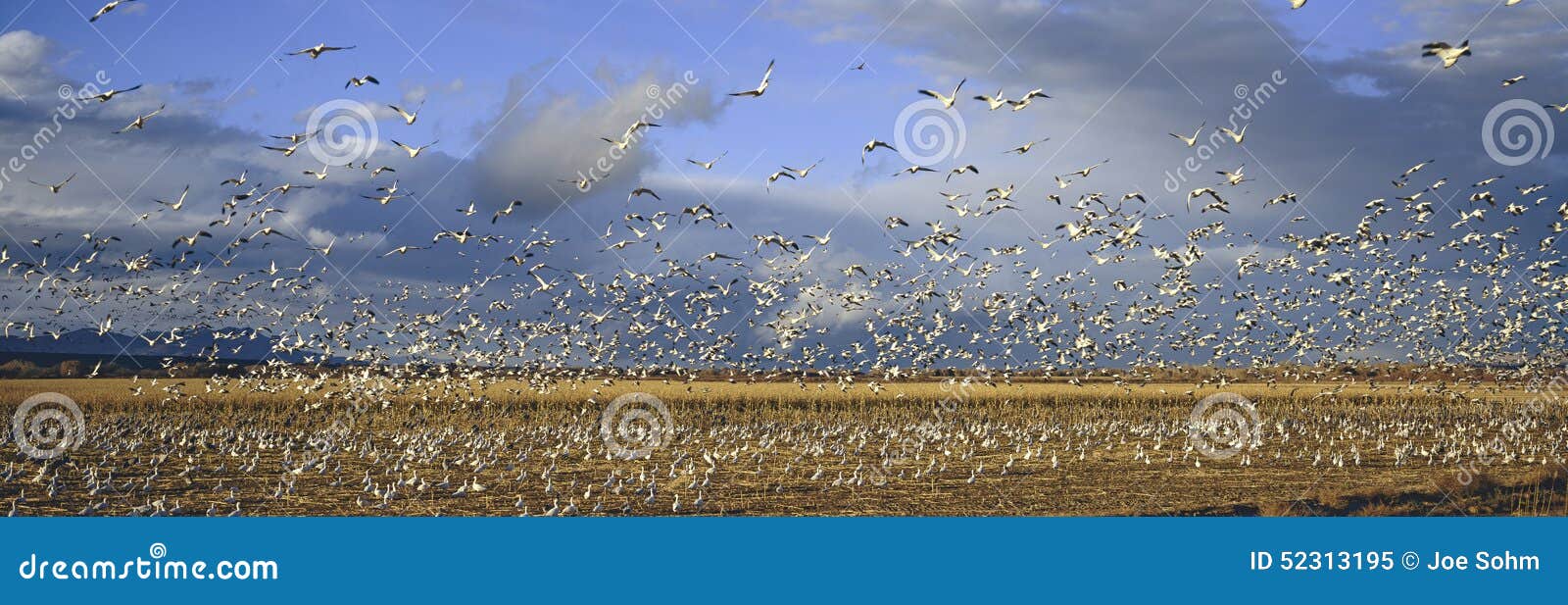 a panoramic of thousands of migrating snow geese and sandhill cranes taking flight over the bosque del apache national wildlife re