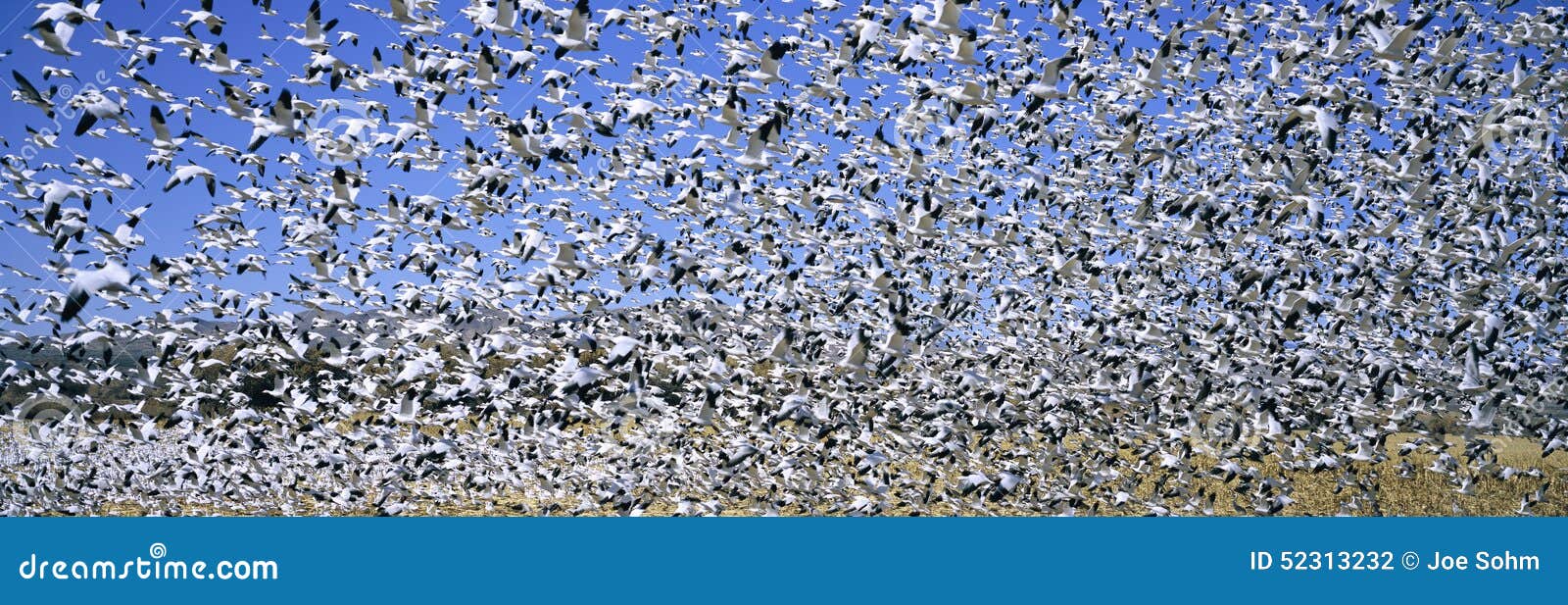 a panoramic of thousands of migrating snow geese taking flight over the bosque del apache national wildlife refuge, near san anton