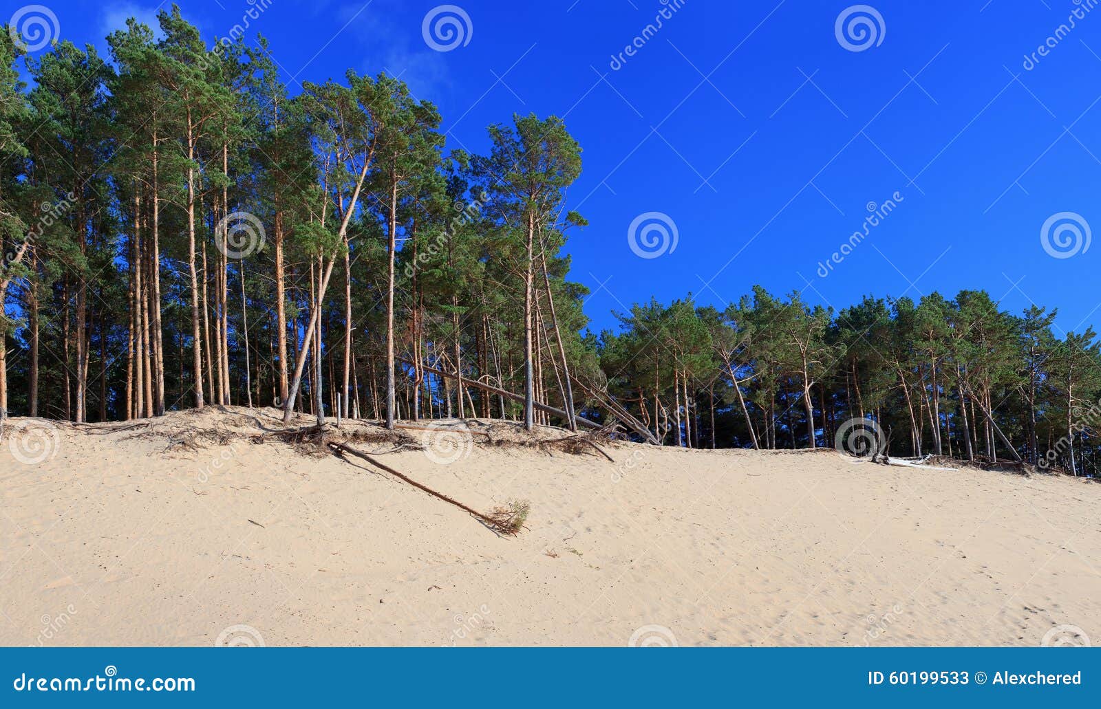 panoramic view of the baltic dunes, balta kapa - jurmala - latvi