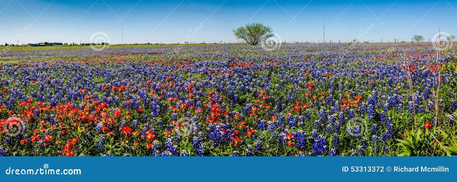 a panoramic view of a beautiful field of texas wildflowers