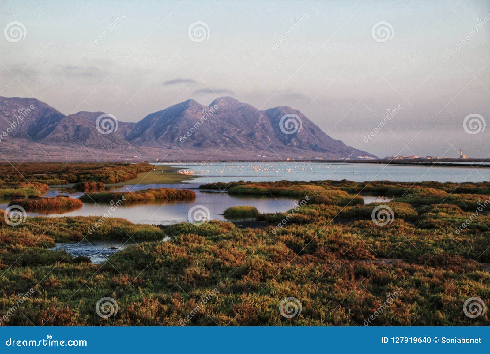 panoramic view of cabo de gata wetlands with pink flamingos in the background