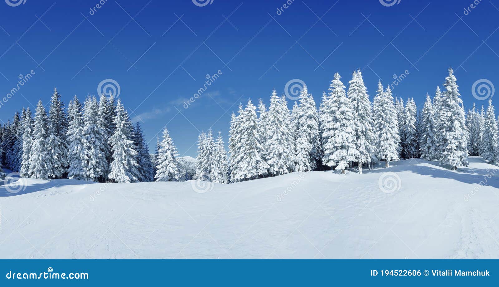 a panoramic view of the covered with frost trees in the snowdrifts. magical winter forest. natural landscape with beautiful sky.