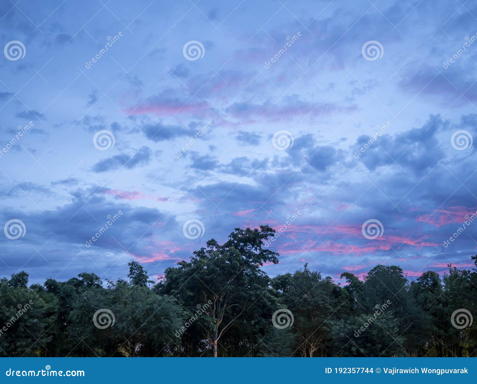 panoramic view of dawn sky with trees. copy space provided.
