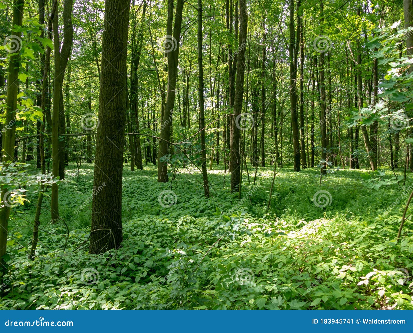 Panoramic View into the Deciduous Forest in Spring Stock Image - Image ...