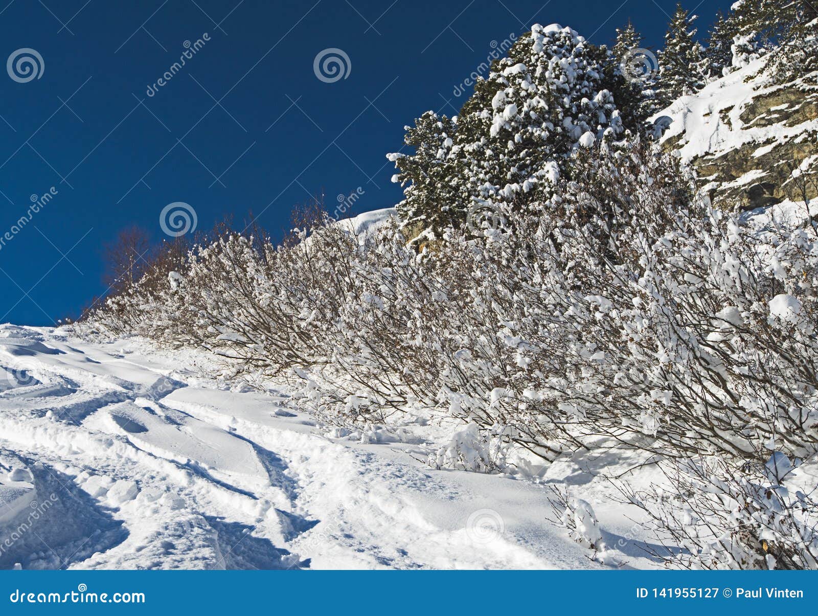 Panoramic View Down An Alpine Mountain Valley With Conifer ...