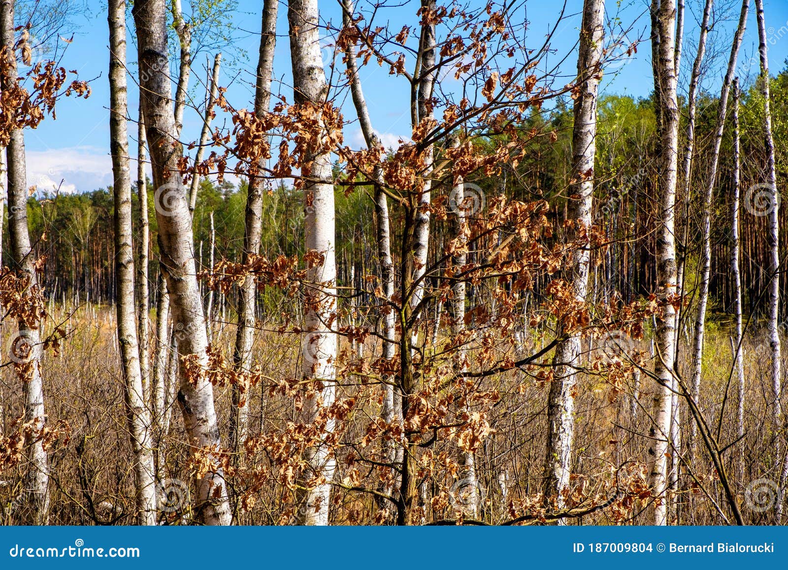 european mixed forest thicket with spring vivid vegetation at dlugie bagno wetland plateau near palmiry town in