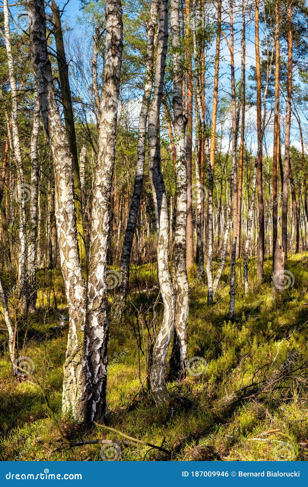 european mixed forest thicket with spring vivid vegetation at dlugie bagno wetland plateau near palmiry town in