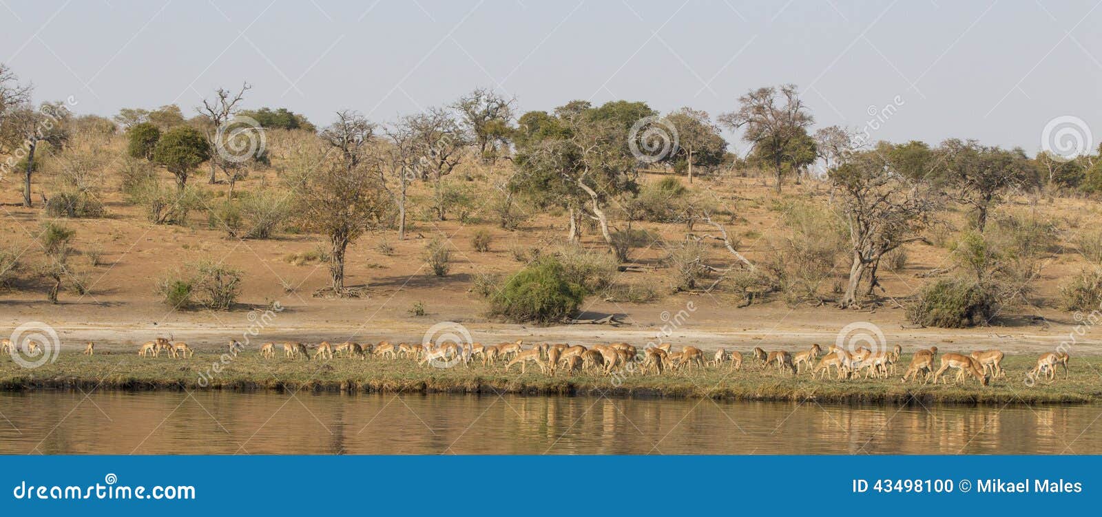 panoramic view of grant's gazelles on choebe river