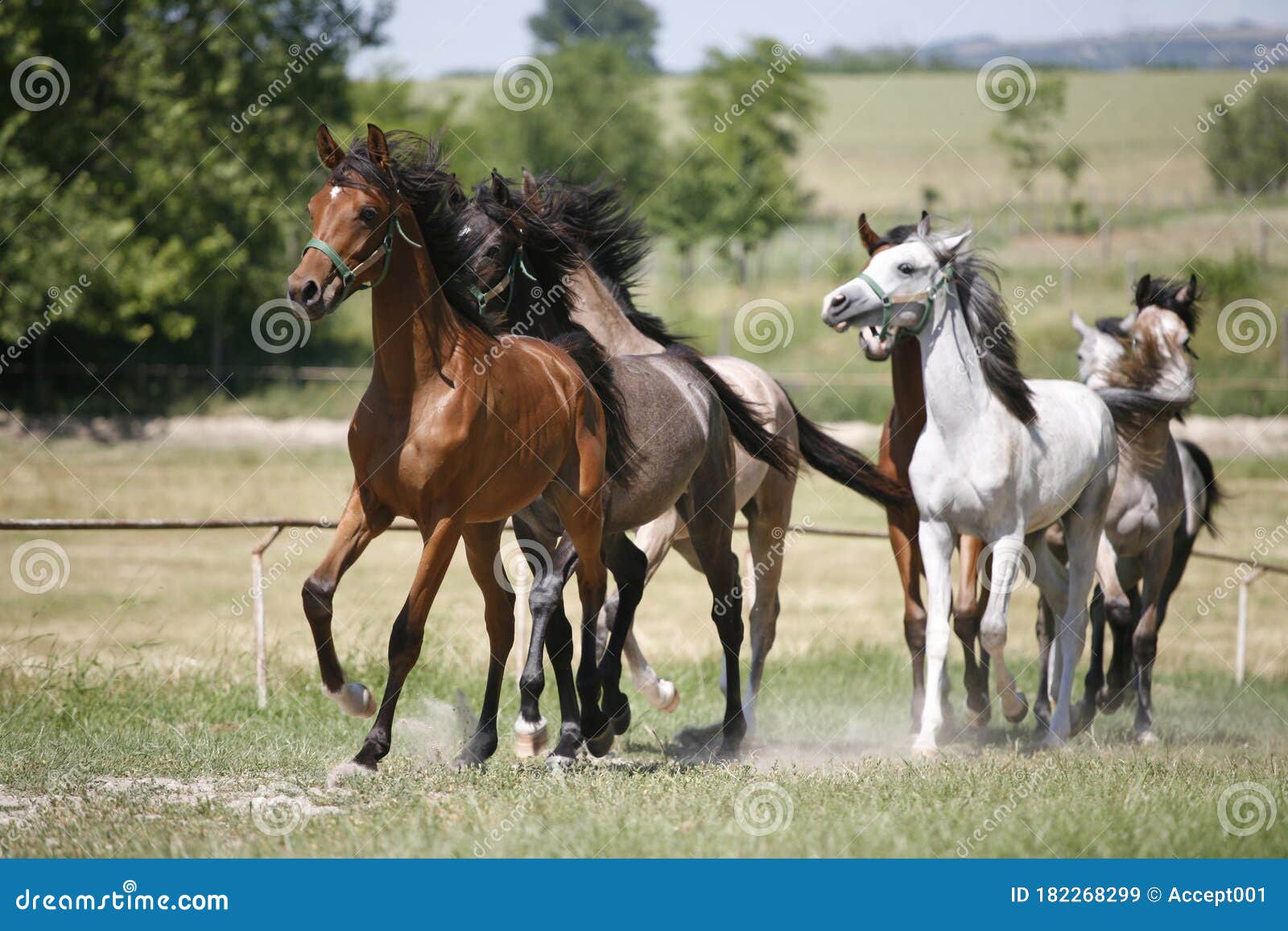 Panoramic View of Herd of Horses while Running Home on Rural Animal Farm  Stock Image - Image of breed, barn: 182268299