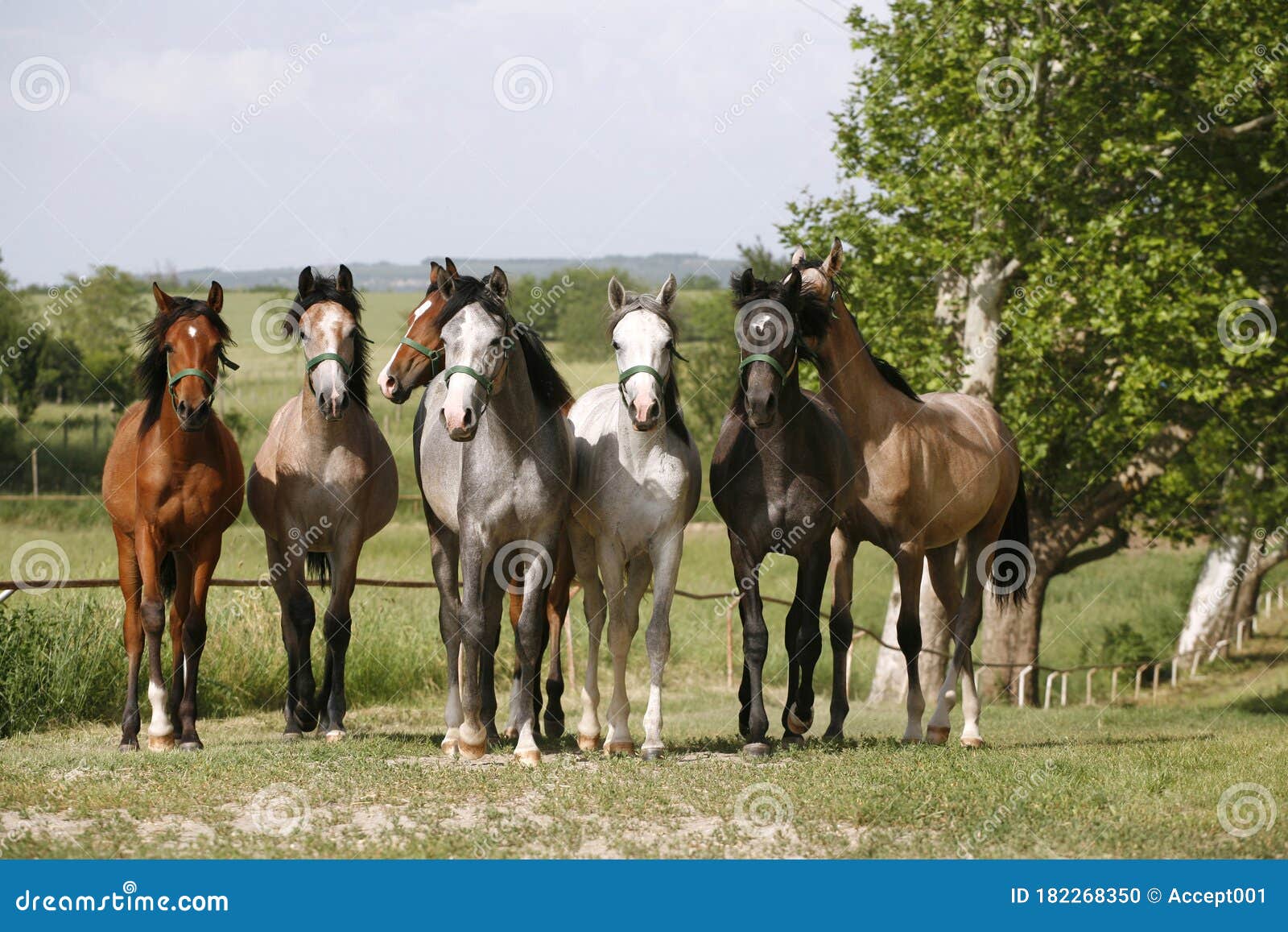 Panoramic View of Herd of Horses while Running Home on Rural Animal Farm  Stock Photo - Image of energy, brown: 182268350