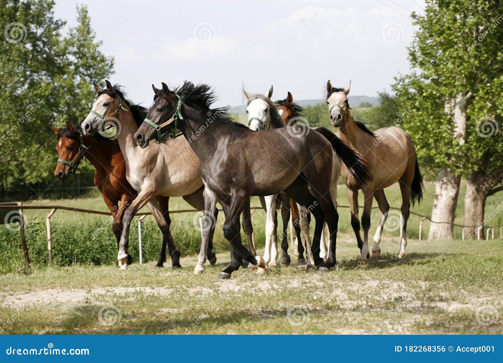 Panoramic View of Herd of Horses while Running Home on Rural Animal Farm  Stock Photo - Image of fresh, farmer: 182268356