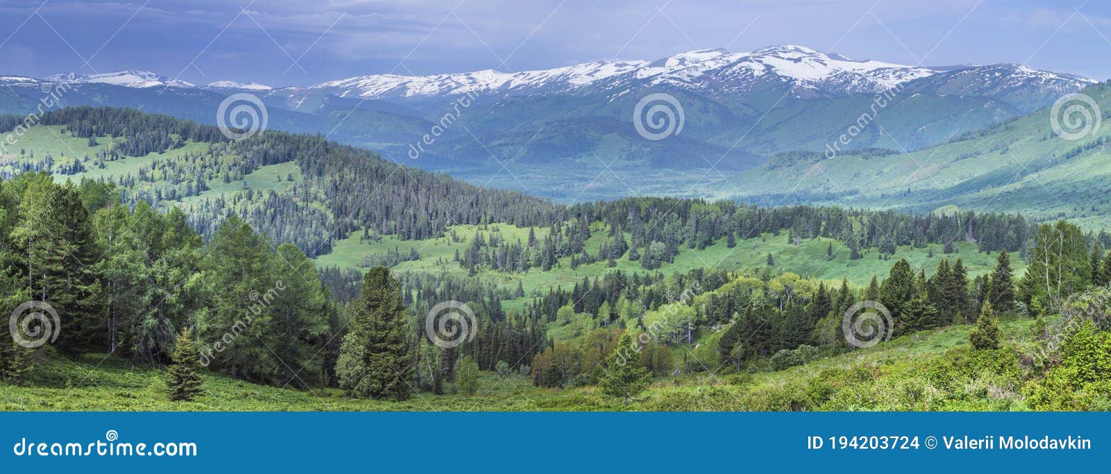 Panoramic View Of The Mountain Taiga Altay Summer Greens Of Forests