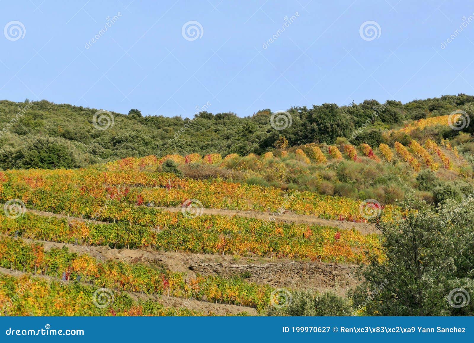 the saint-chinian roquebrun vineyard in autumn