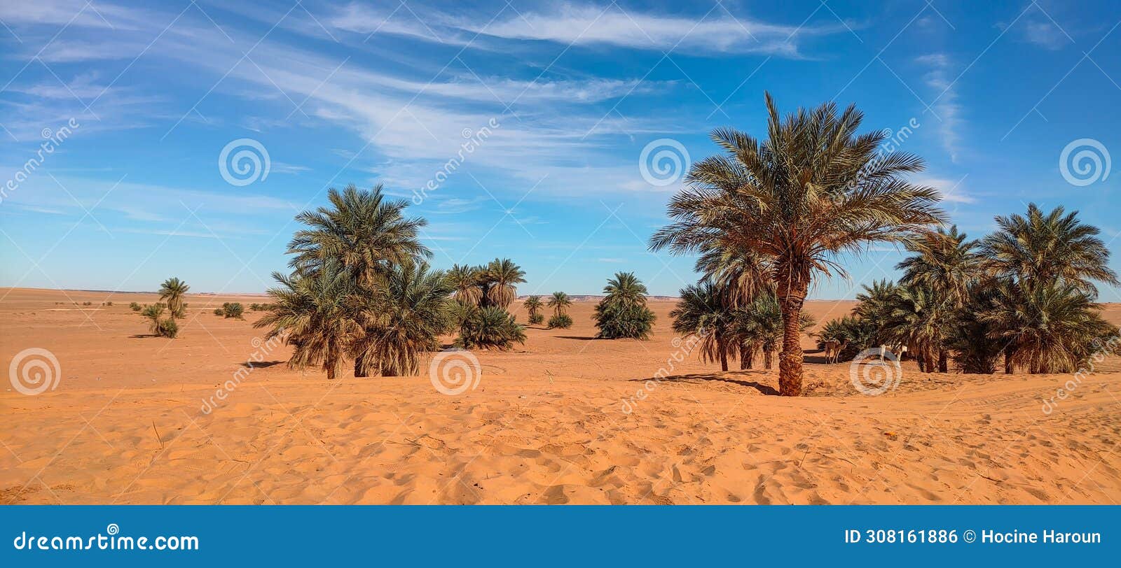 the red oasis timimoun in algeria