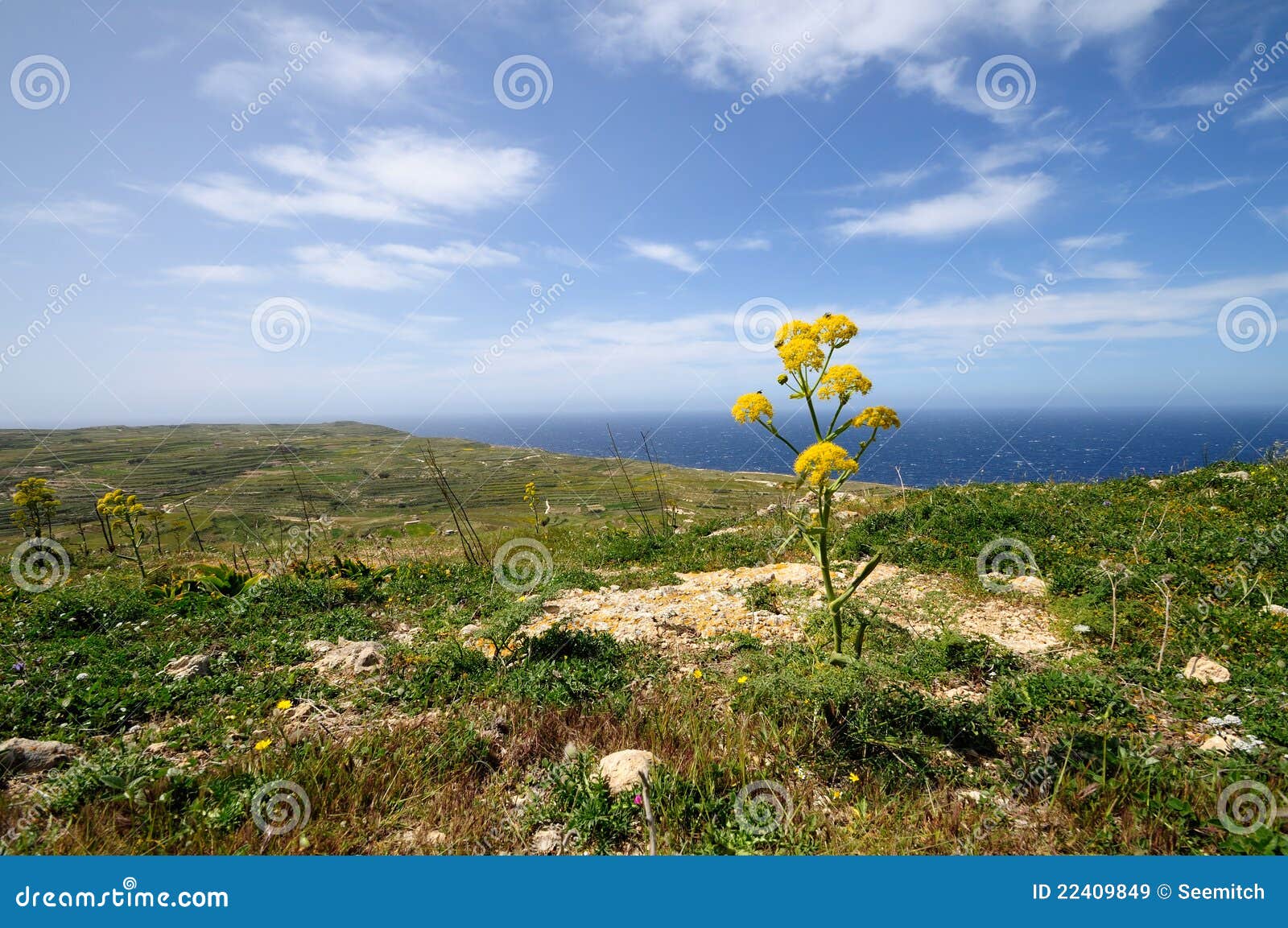 Panoramic view from Ta Gordon Lighthouse. Panorama of Maltese countryside with foreground vegetation. View from Ta Gordon Lighthouse, Gozo, Malta.