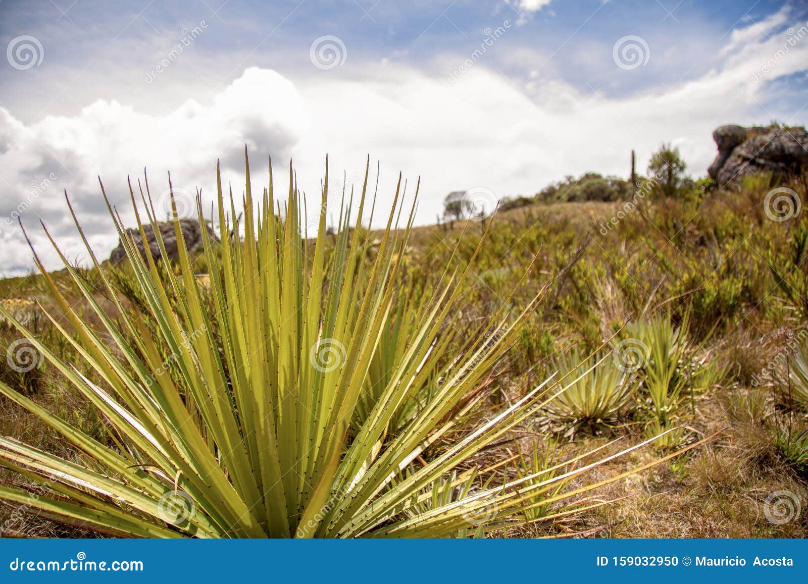 panoramic view of the teatinos paramo with a puya plant in the foreground