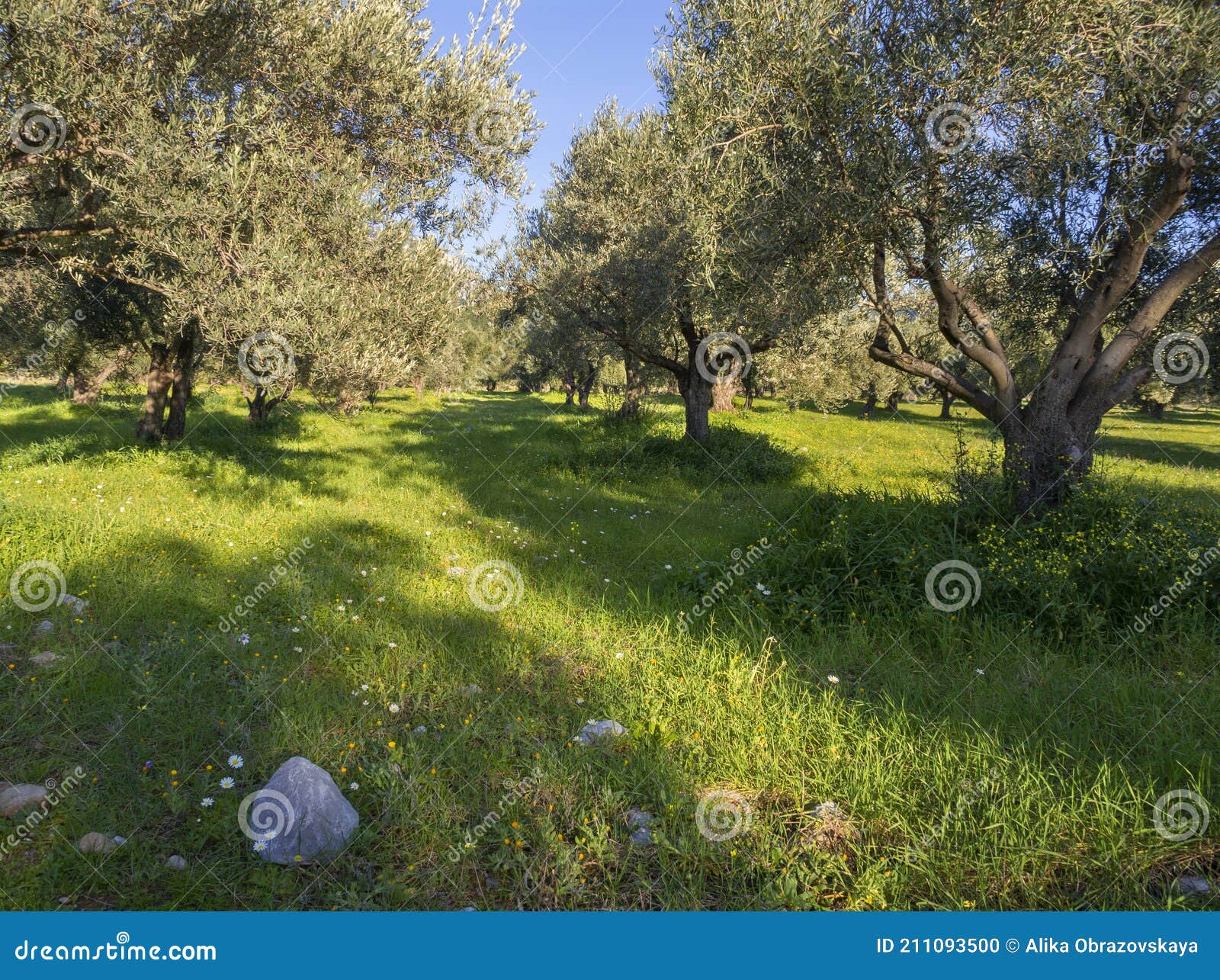 Panoramic View of the Village Olive Garden in Greece Stock Photo
