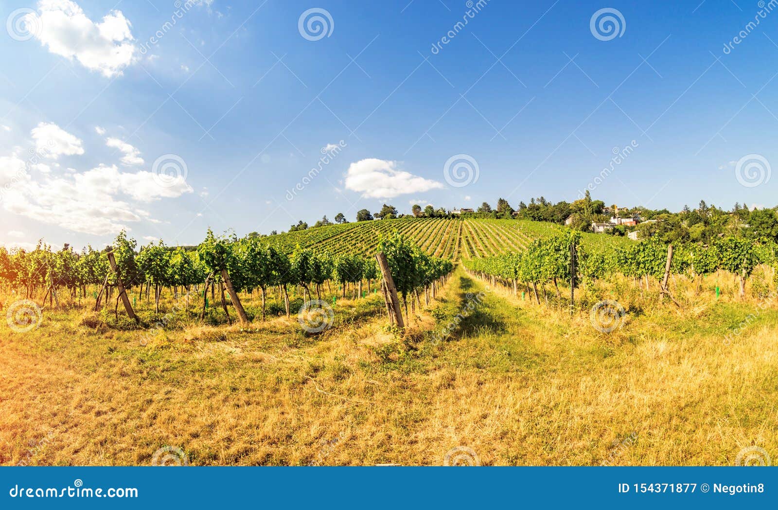 Panoramic View of Vineyards in Austria Vienna Stock Image Image of