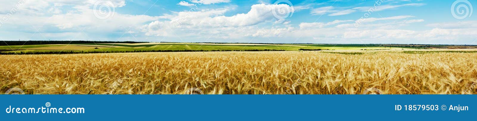 panoramic view of a wheat field