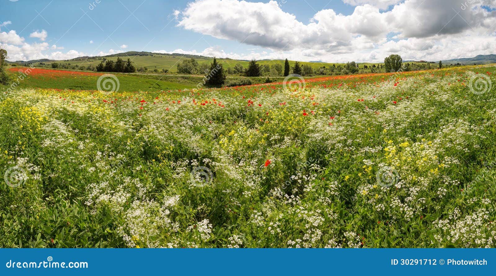 wildflower panorama