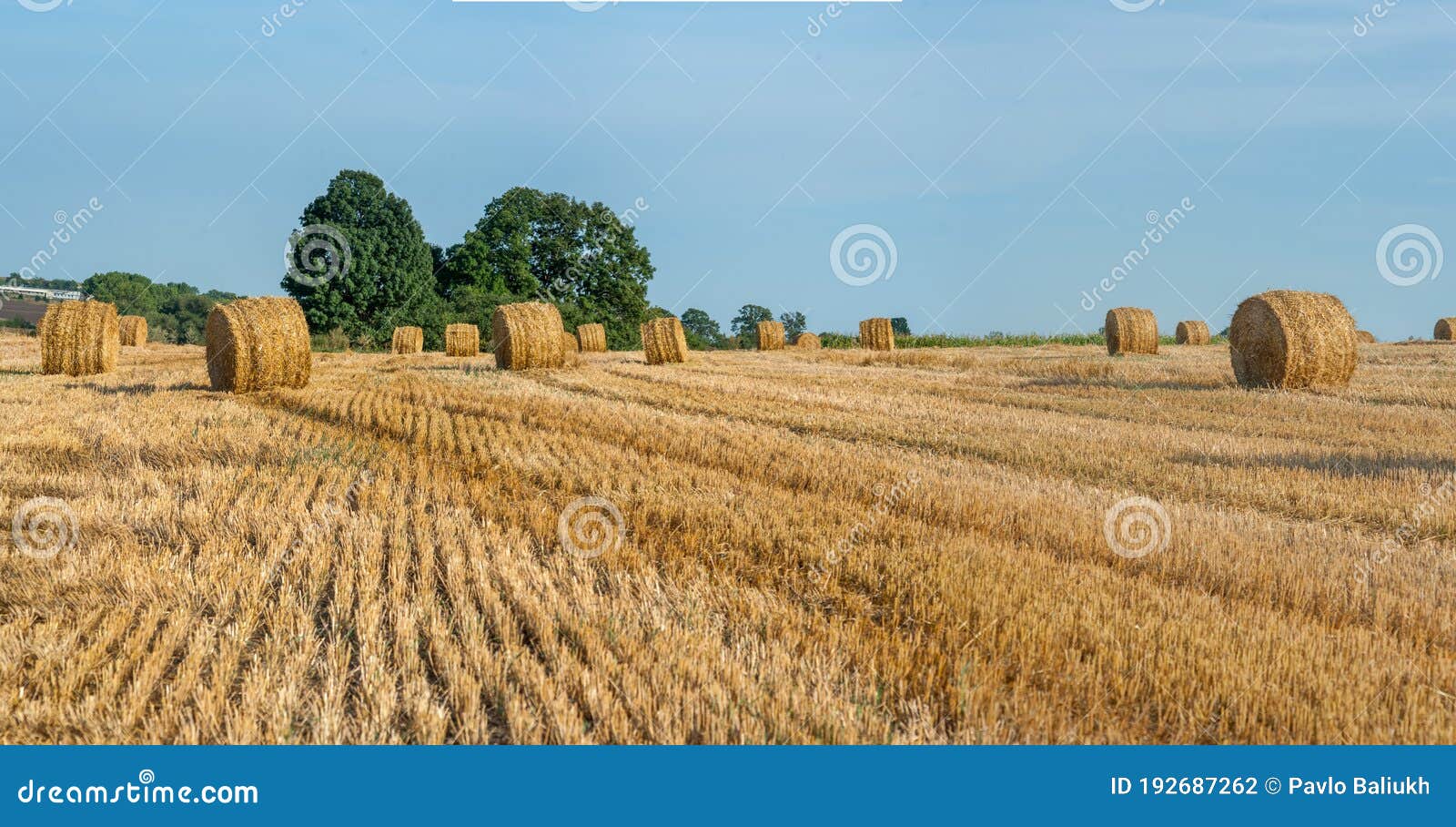 Yellow Straw Bales of Hay in the Stubble Field Stock Photo Image of