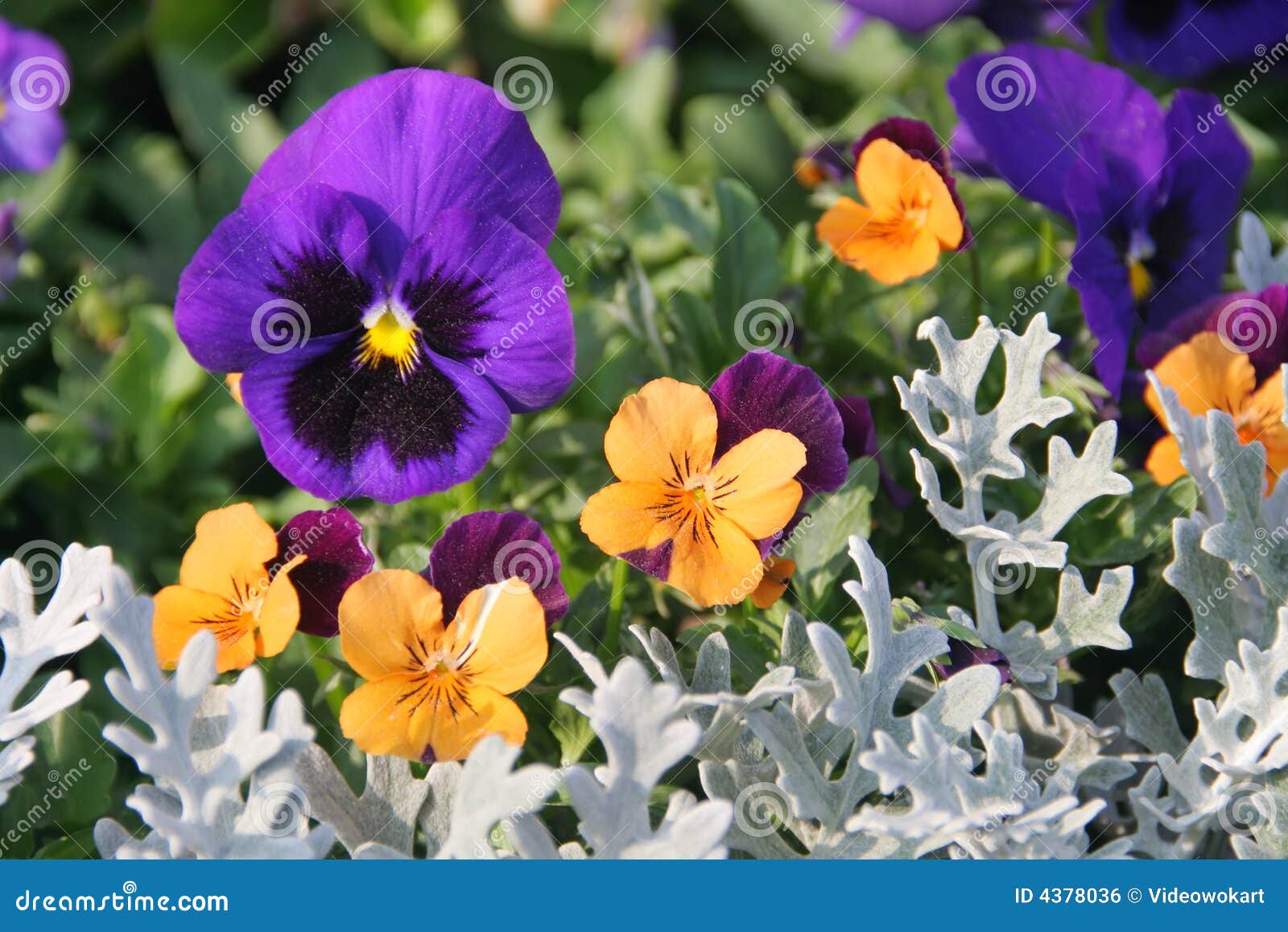 Pansies stock photo. Image of march, botany, garden, green 4378036