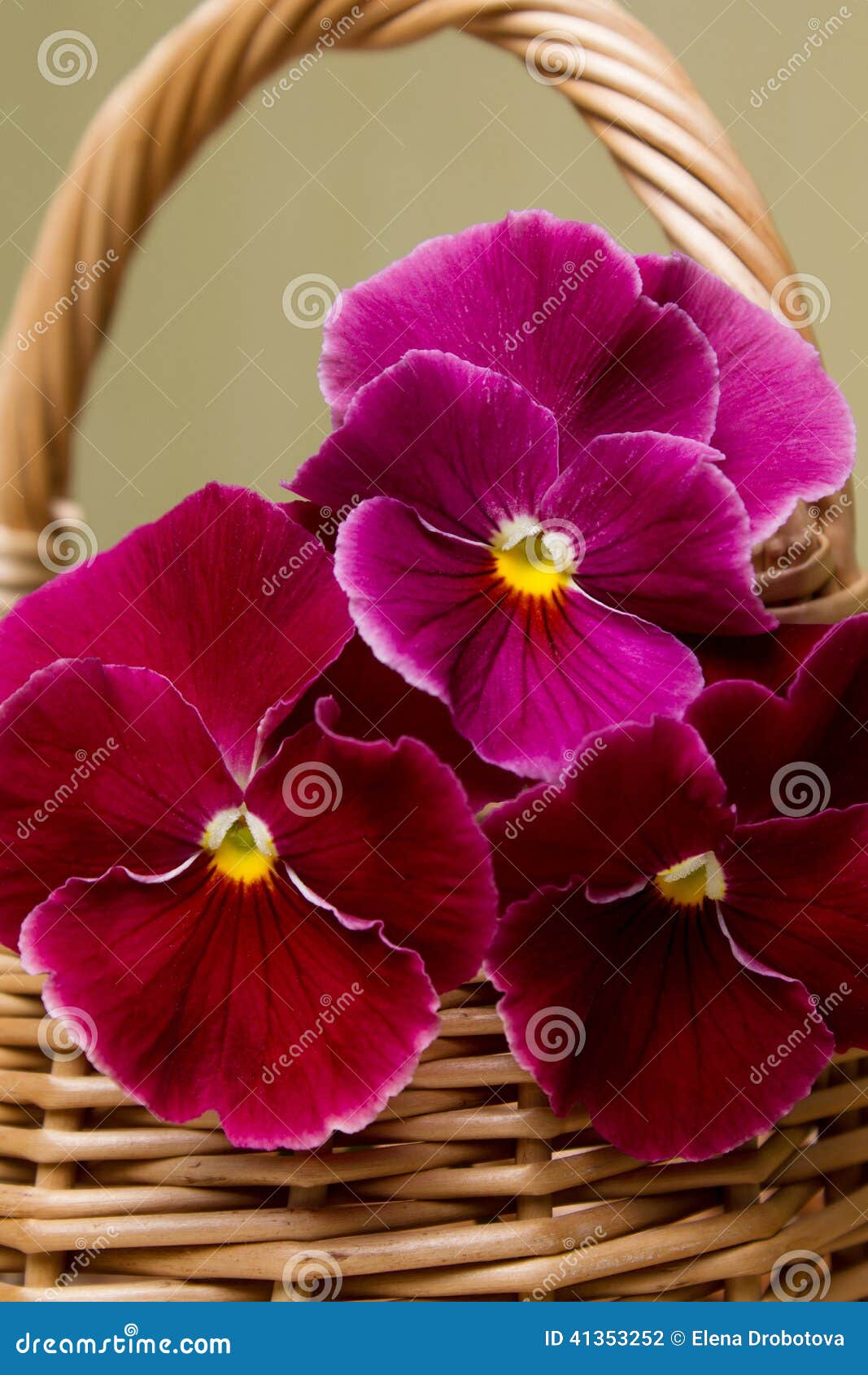 Pansies stock photo. Image of flowers, beautiful, floral 41353252
