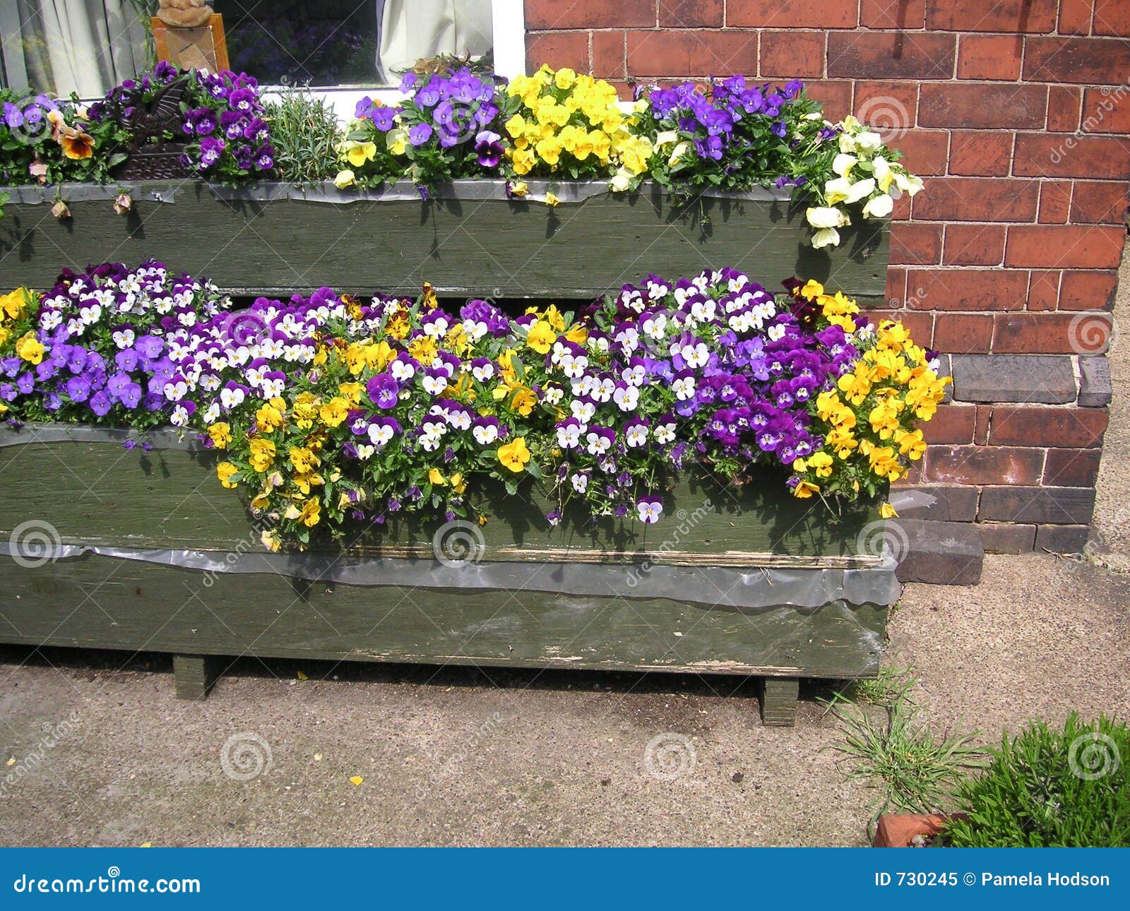 Pansies in flower boxes stock image. Image of purple, half 730245