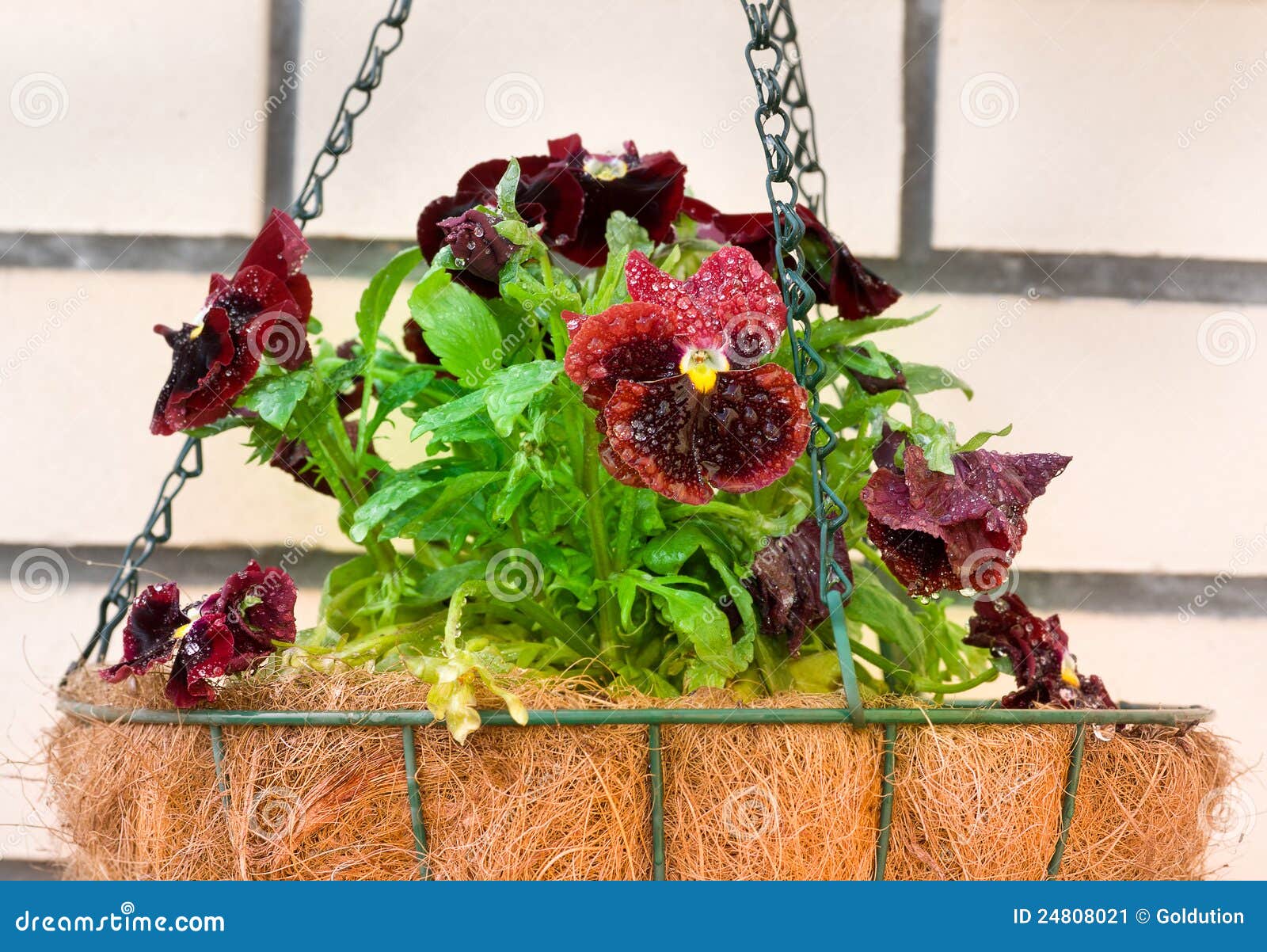 Pansies in Flower Hanging Basket Stock Image Image of beautification