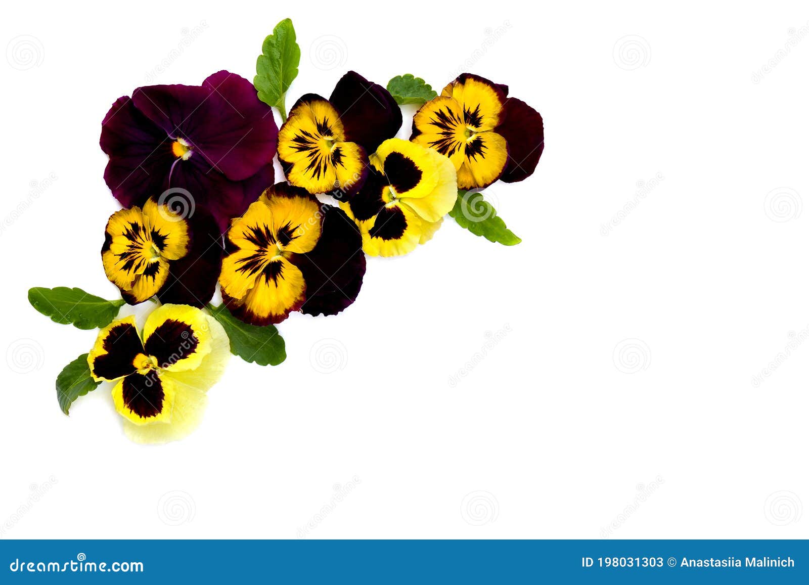 Pansies on a White Background with Space for Text. Top View, Flat Lay