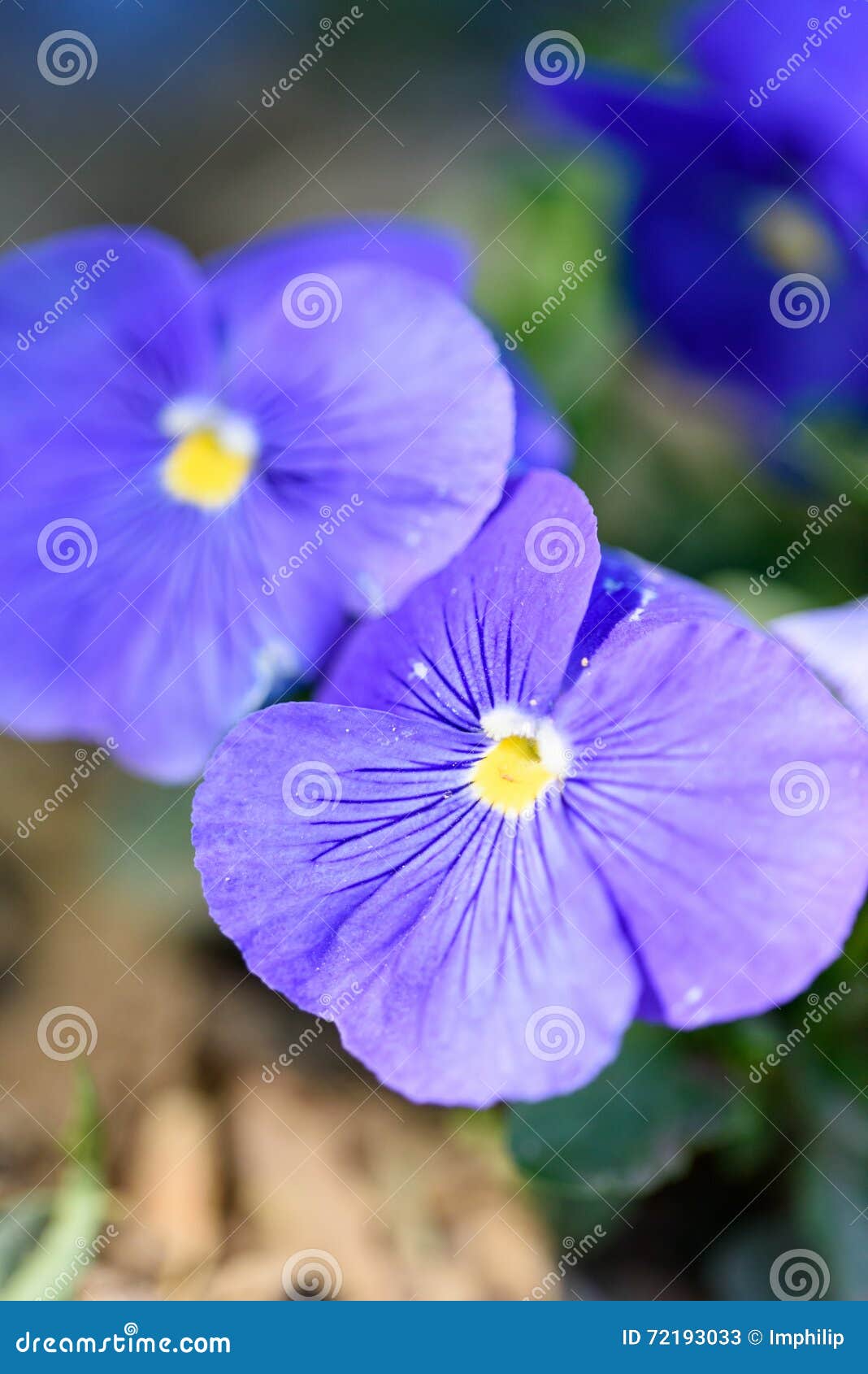 Pansy stock afbeelding. Image of macro, tuinieren, kleur 72193033