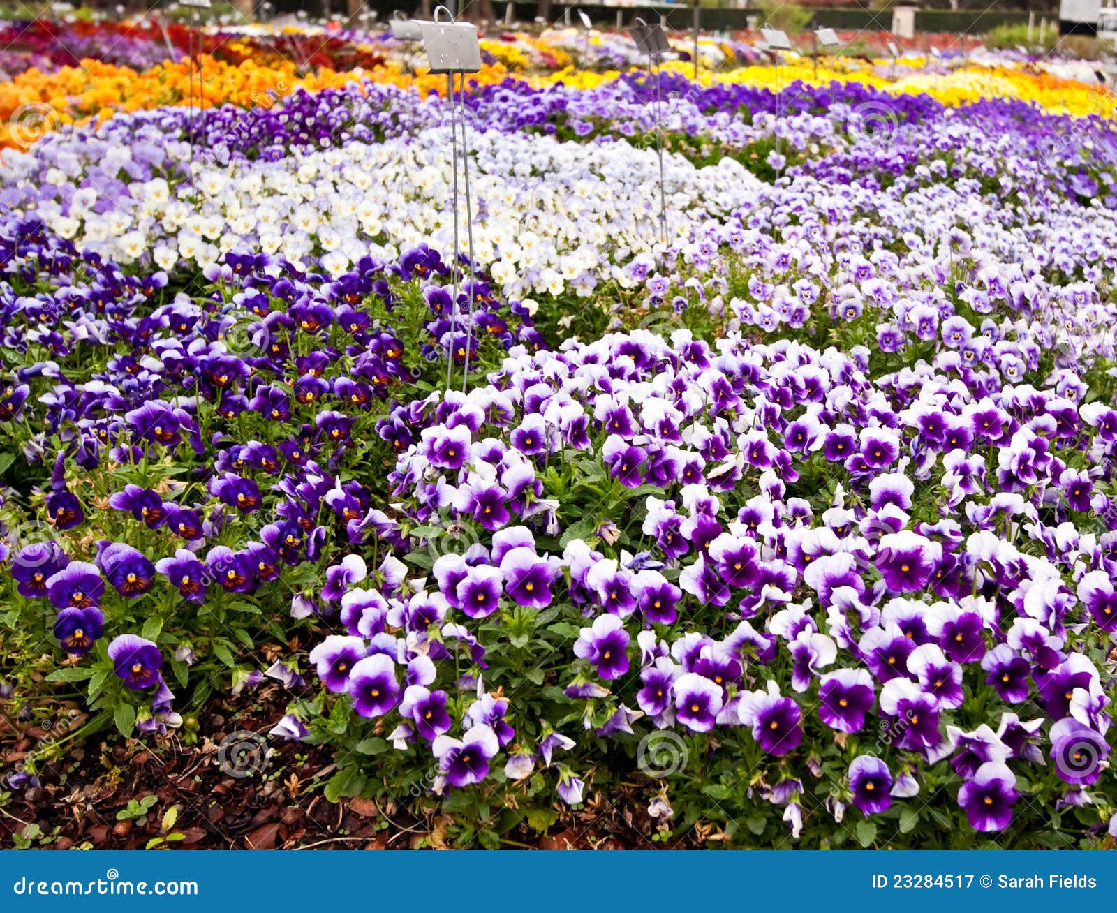 Pansy Beds Royalty Free Stock Photography Image 23284517