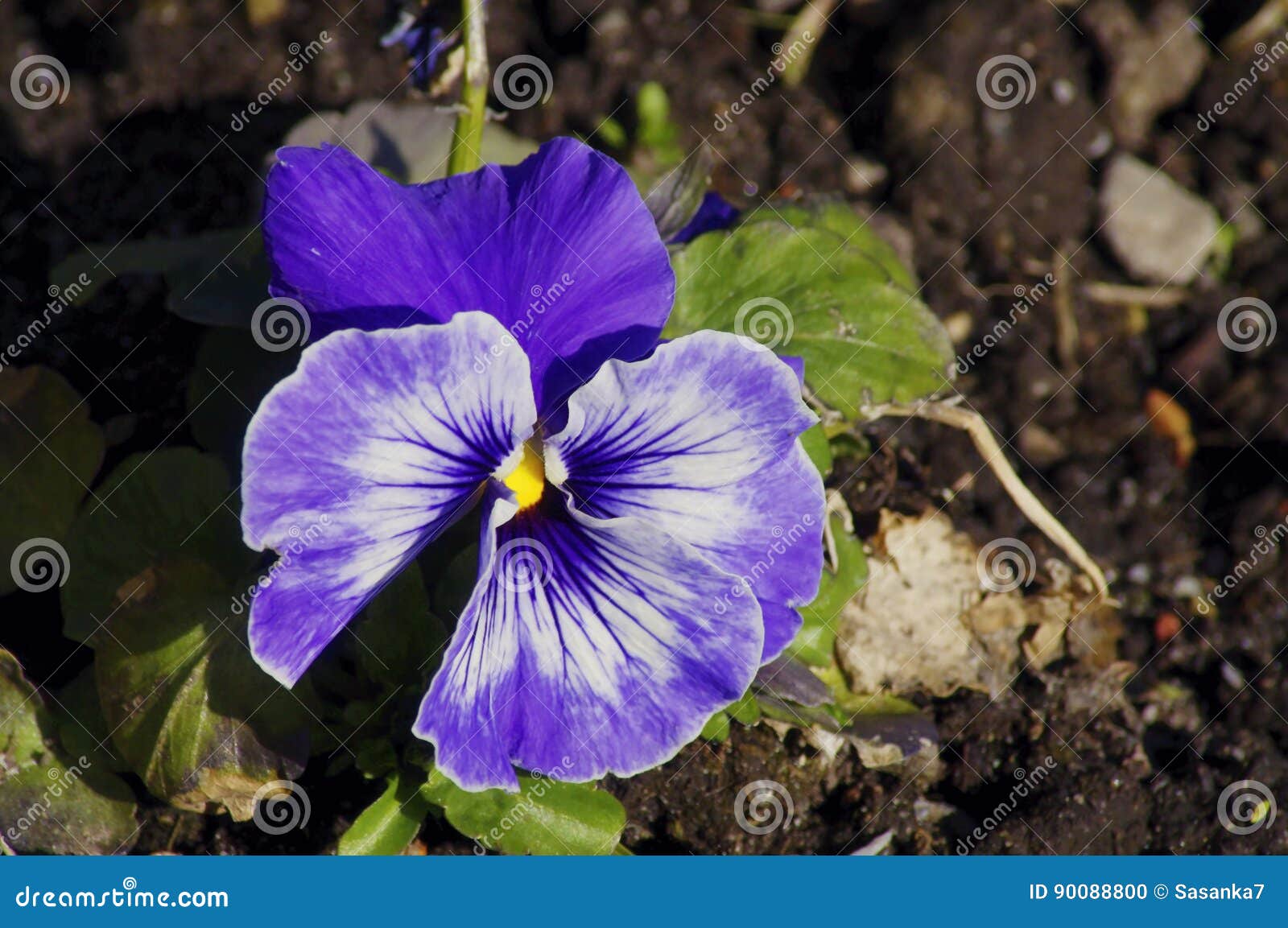 Pansy bloom stock photo. Image of antithesis, detail 90088800