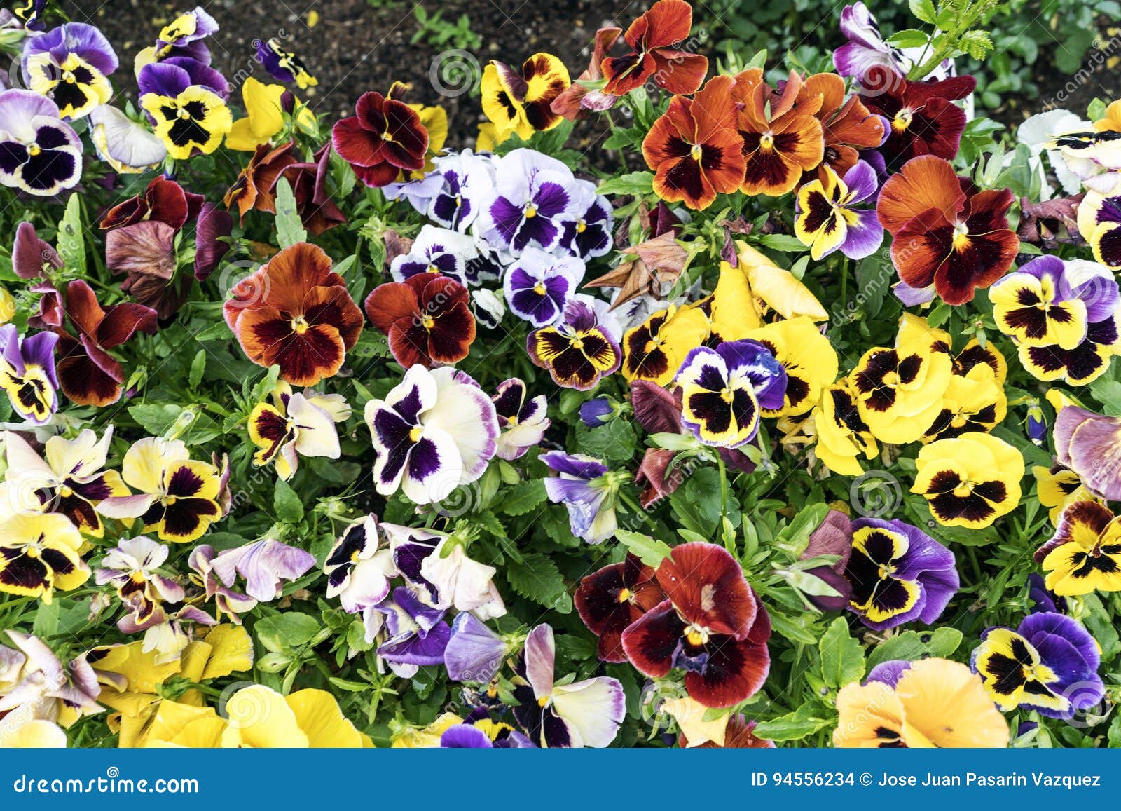 Pansy flower stock photo. Image of beautiful, nature 94556234