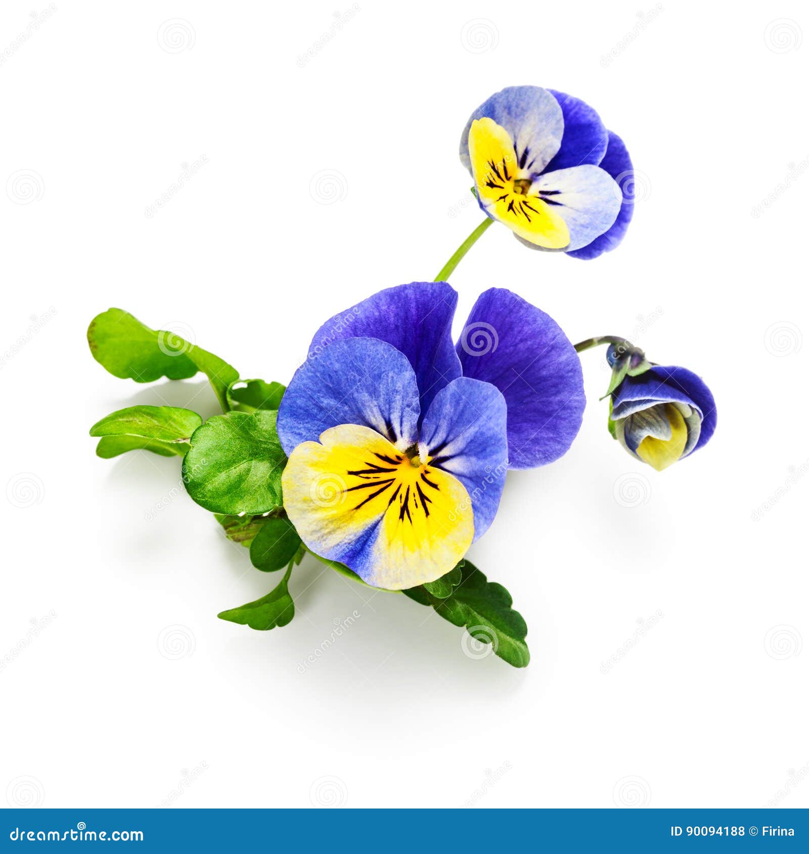 Pansy flower stock photo. Image of green, leaf, romance - 90094188