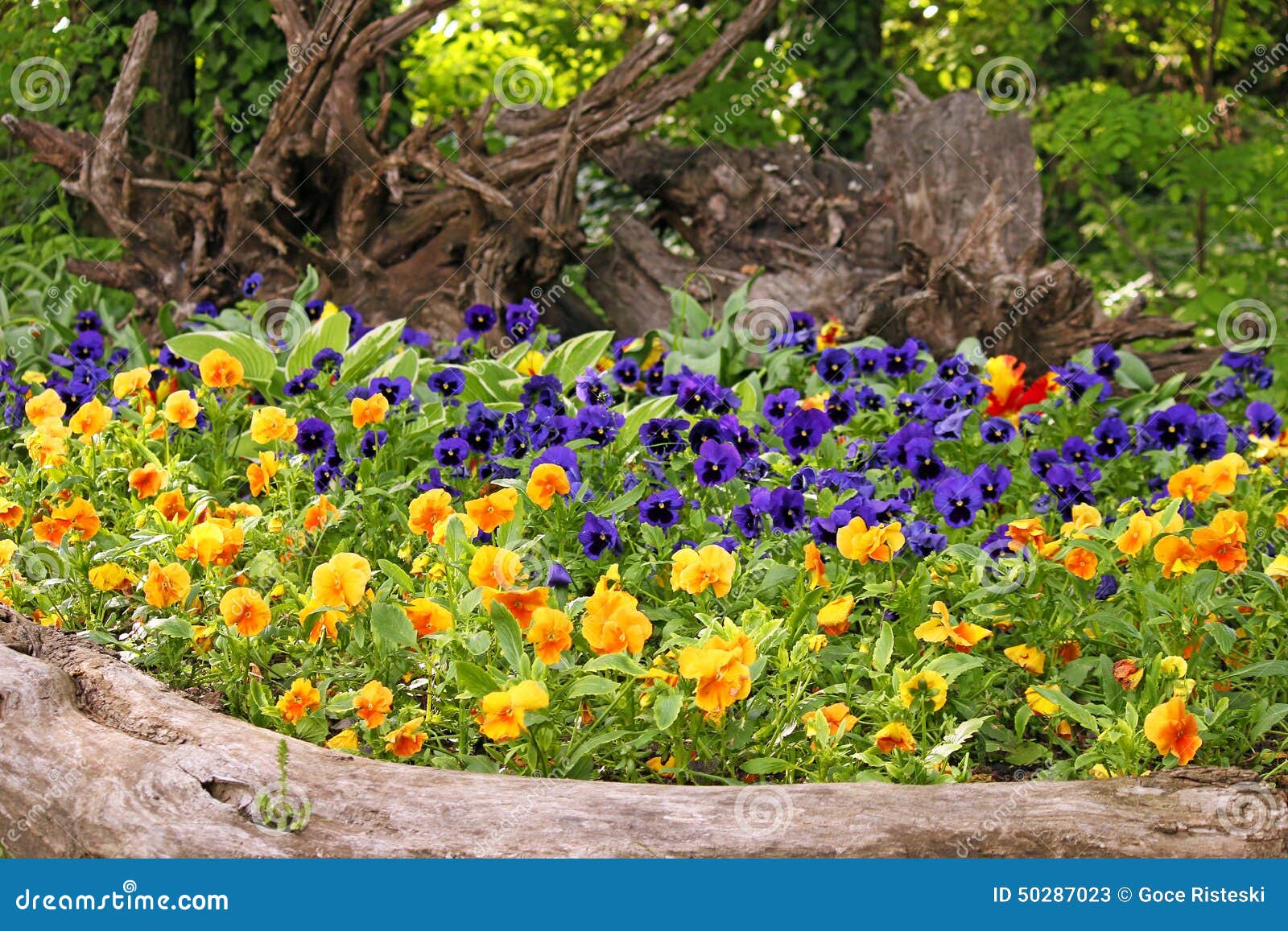 Pansy flower garden stock image. Image of flowerbed, park 50287023