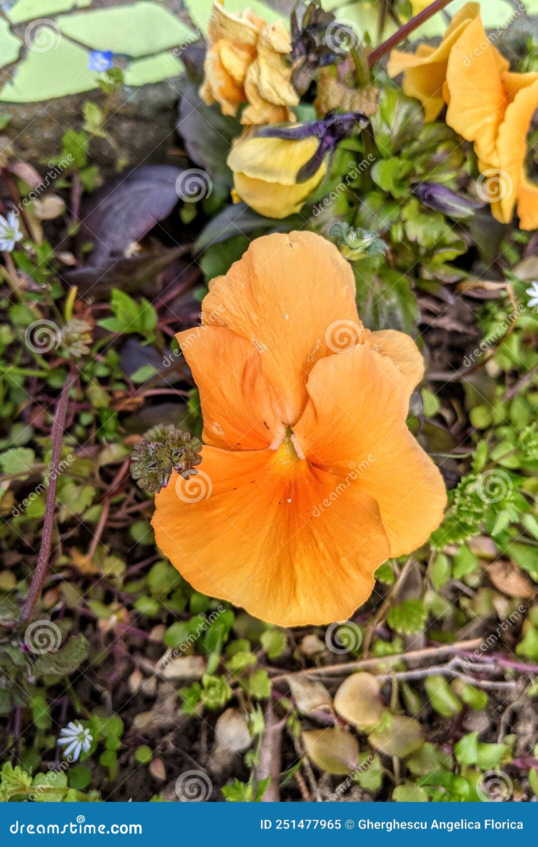 Pansy Flowers in the Garden Stock Image Image of flowers, bank 251477965