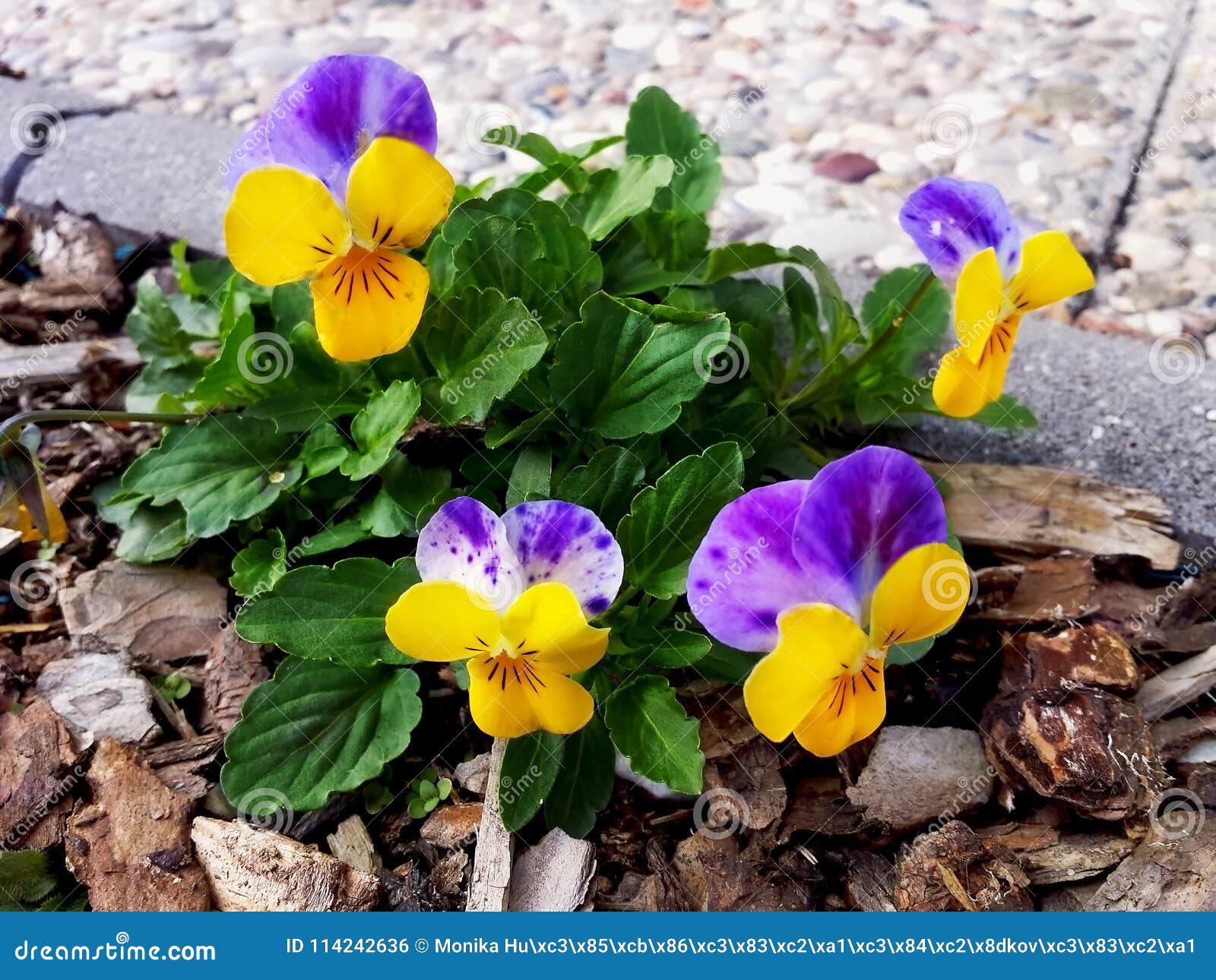 Pansy Flowers Heartsease Viola Tricolor in the Garden Stock Photo ...